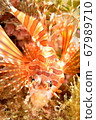 Lionfish with the eyes of Lightning 67989710