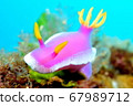 Cinderella migrating on the seabed 67989712