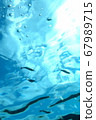 Yugoi swimming on the water surface 67989715