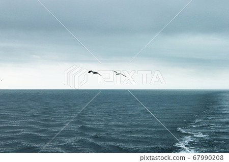 Seagull Lesser Black-backed Gull Larus fuscus two 67990208
