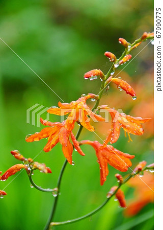 Orange montbretia with water drops 67990775
