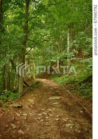 Deserted rocky walk in the fairy woods. Charming mountain dirt road to the waterfall Voievodyn, Transcarpathia, Ukrainian Carpathians Deserted rocky walk in the fairy woods. Charming mountain dirt road to the waterfall Voievodyn, Transcarpathia, Ukrainian Carpathians 67990792