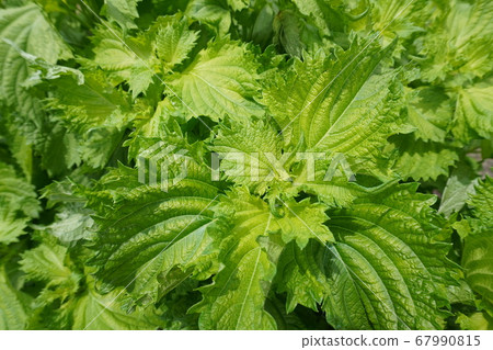 Shiso Shiso 67990815