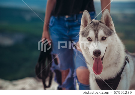 dog grey and white husky in the mountains at dog grey and white husky in the mountains at 67991289