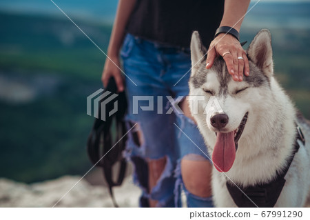 dog grey and white husky in the mountains at 67991290