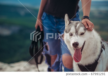 dog grey and white husky in the mountains at dog grey and white husky in the mountains at 67991291