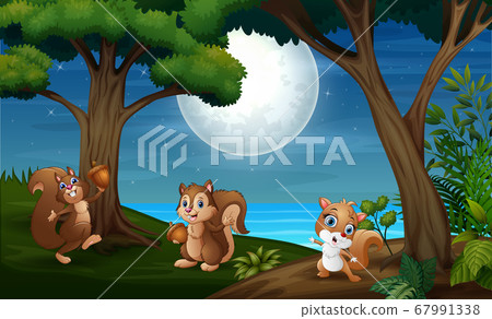 Night forest with three squirrel Night forest with three squirrel 67991338
