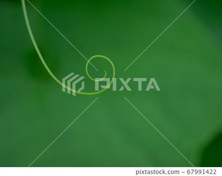 葫蘆科植物的葡萄樹的特寫鏡頭，七月 67991422