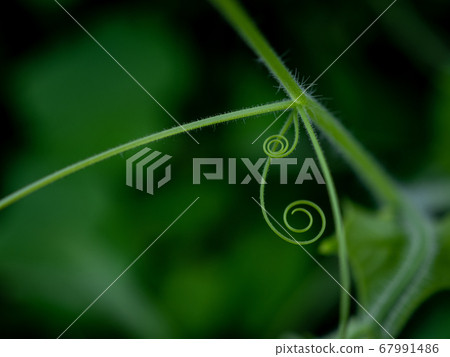 葫蘆科植物的稀樹藤 67991486