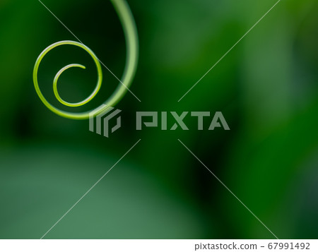 Thin vine of the Cucurbitaceae plant July 67991492