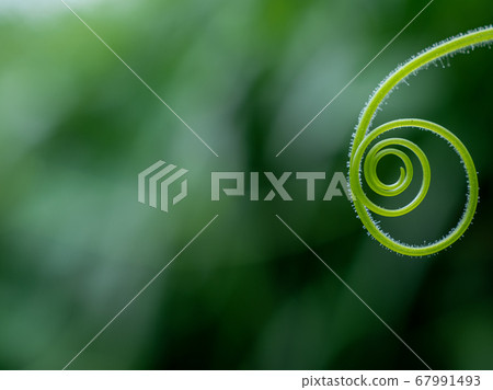 Thin vine of the Cucurbitaceae plant July 67991493