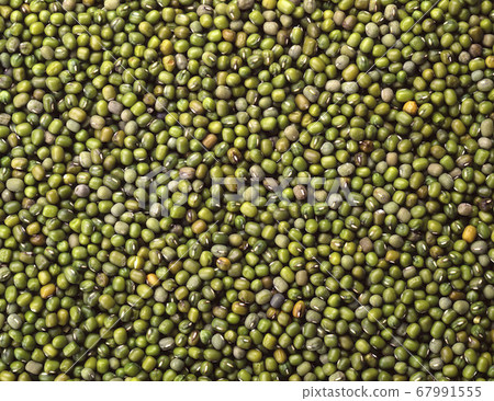 綠豆的種子 綠豆的種子 67991555