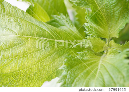 Shiso Shiso 67991635