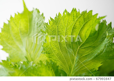 Shiso Shiso 67991647