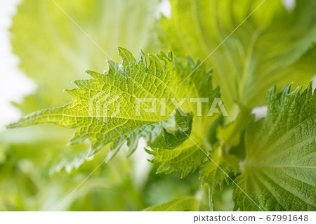 Shiso Shiso 67991648
