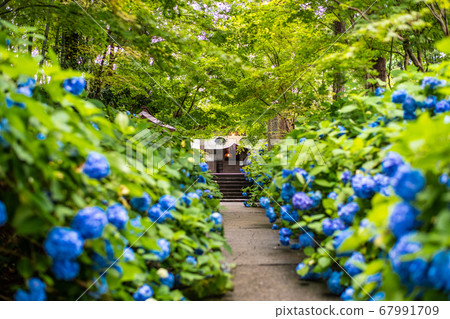 Unganji寺廟的八仙花屬 Unganji寺廟的八仙花屬 67991709