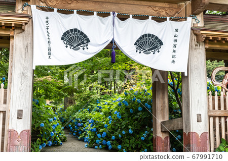 Unganji寺廟的八仙花屬 Unganji寺廟的八仙花屬 67991710