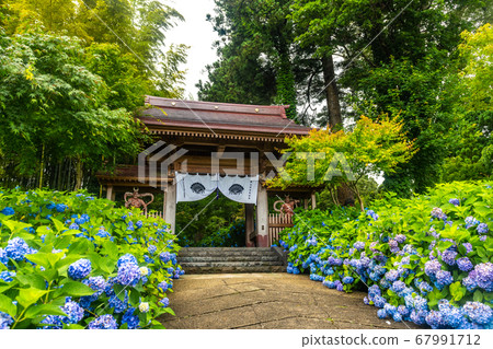 Unganji寺廟的八仙花屬 Unganji寺廟的八仙花屬 67991712