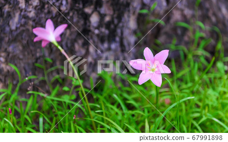 Beautiful pink rain lily, Zephyranthes Lily Beautiful pink rain lily, Zephyranthes Lily 67991898
