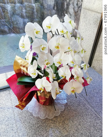 Beautiful flowers by the window 67991966