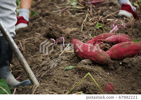 Children digging sweet potatoes 67992221