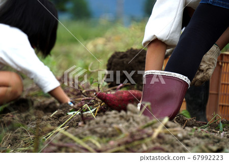 Children digging sweet potatoes 67992223