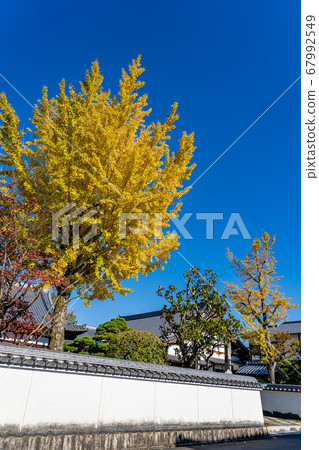德福院，是岐阜縣福岡山愛寶寺的特納，白牆黃葉的銀杏樹 67992549