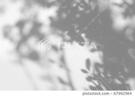 gray shadow of leaves on a white wall gray shadow of leaves on a white wall 67992964
