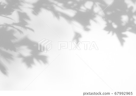 gray shadow of hawthorn leaves on a white wall gray shadow of hawthorn leaves on a white wall 67992965