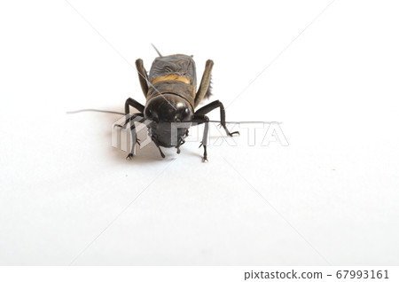 Cricket on a white background Cricket on a white background 67993161