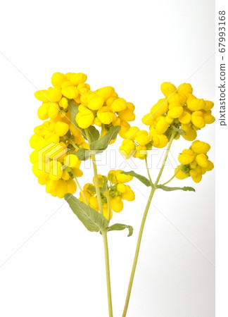 calceolaria integrifolia on a white background 67993168