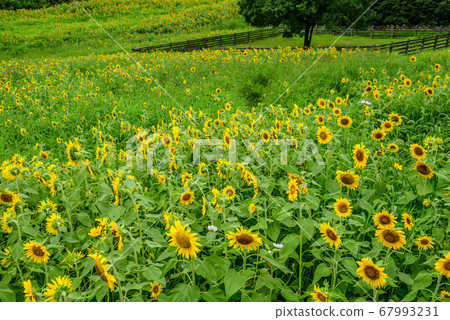 向日葵夏天圖像 67993231
