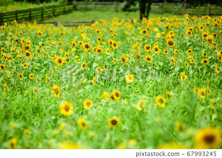 向日葵夏天圖像 向日葵夏天圖像 67993245