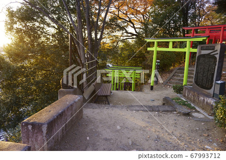 足利折姬神社_許多鳥居的大門和貓 足利折姬神社_許多鳥居的大門和貓 67993712
