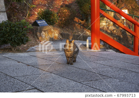 足利折姬神社_山坡上的野貓 足利折姬神社_山坡上的野貓 67993713