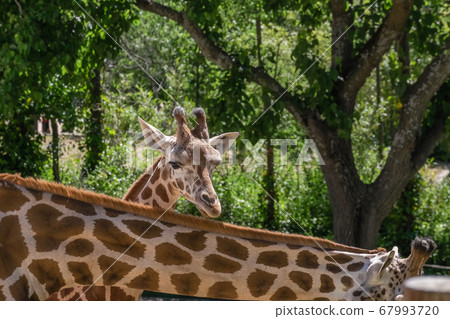 three adult giraffes eating grass in the sun three adult giraffes eating grass in the sun 67993720