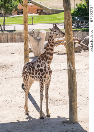 adult giraffe in the shade of a wooden roof adult giraffe in the shade of a wooden roof 67993724