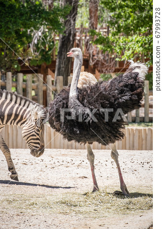 Damara zebra chasing a male ostrich to play Damara zebra chasing a male ostrich to play 67993728