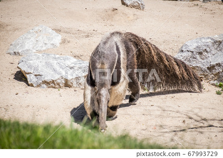 adult sun bear ant walking and searching for food adult sun bear ant walking and searching for food 67993729