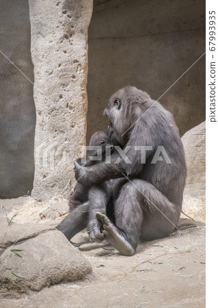 female gorilla caring and pampering her breeding female gorilla caring and pampering her breeding 67993935
