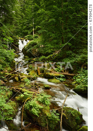 forest, river, rock 67994278