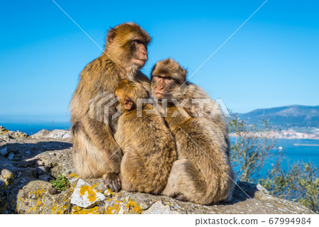 Barbary macaques family 67994984