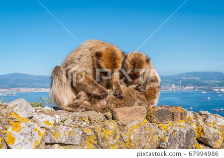 Monkeys from Gibraltar 67994986