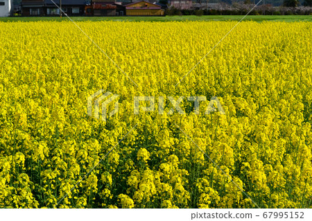 Spring rural landscape, yellow rape field 67995152
