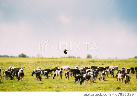 Northern Lapwing Or Peewit Flying Above Grazing Cattle In Field In Summer Day 67995359