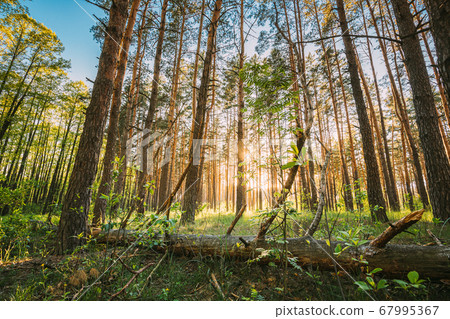 Fallen Old Pine Tree In Coniferous Forest After Strong Hurricane Wind. European Green Coniferous Forest 67995367