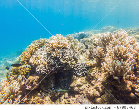 Wonderful and beautiful underwater world with corals and tropical fish Wonderful and beautiful underwater world with corals and tropical fish 67995468