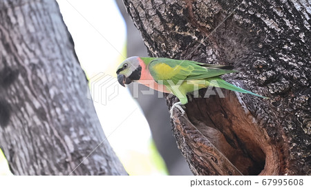 green Parrots in nature green Parrots in nature 67995608