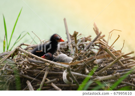 Baby bird in the nest Baby bird in the nest 67995610