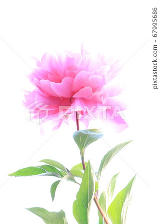 Peony flower flowers 67995686